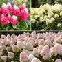 Hydrangea paniculata Living '100 days in Bloom' Collection