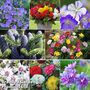 Bumper Bulb & Perennial Collection
