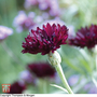 Cornflower 'Black Ball' - Seeds