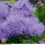 Ageratum houstonianum 'Blue Mink' - Seeds