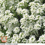 Alyssum 'Carpet Of Snow' - Seeds