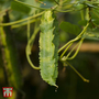 Asparagus Pea - Seeds