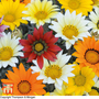 Gazania hybrida 'Talent Mixed' - Seeds