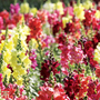 Antirrhinum nanum 'Dwarf Bedding Mixed' - Seeds