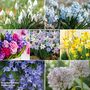 148 Spring Bulb Collection