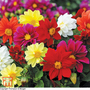 Dahlia variabilis 'Dwarf Mixed' - Seeds