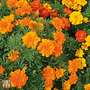 Marigold 'Durango Tangerine' F1 Hybrid - Seeds