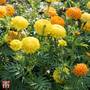 Marigold 'Crackerjack Mixed' - Seeds