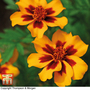 Marigold 'Naughty Marietta' - Seeds