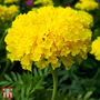 Marigold 'Discovery Yellow' F1 Hybrid - Seeds