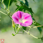 Morning Glory 'Split Personality' - Seeds