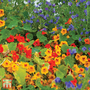 Nasturtium 'Dwarf Compact Mixed' - Seeds