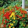 Nasturtium 'Alaska Mixed' - Seeds