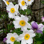 Anemone 'Dainty Swan'