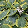 Hosta 'Olive Bailey Langdon'