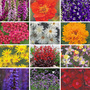 Best Value Perennial Collection