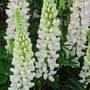 Lupin Gallery White