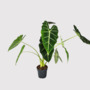 Alocasia Frydek