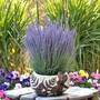 Cement Dragonfly Plant Pot