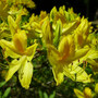 Azalea pontica (luteum)