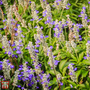 Salvia farinacea 'Strata'