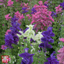 Salvia horminum 'Claryssa Mixed' - Seeds