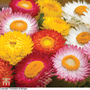 Helichrysum monstrosum 'Bright Bikini Mixed' - Seeds