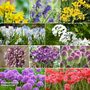 220 Spring Flowering Bulb Collection