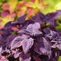 Coleus 'Palisandra' - Seeds