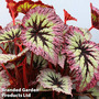 Begonia 'Fireworks'