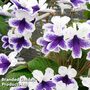 Streptocarpus 'Marion'