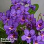 Streptocarpus 'Tanya'