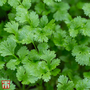 Coriander - Organic - Seeds