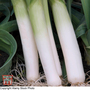 Leek 'Autumn Giant 3 - Porvite'