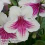 Streptocarpus 'Sioned'