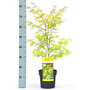 Acer palmatum 'Anne Irene®'