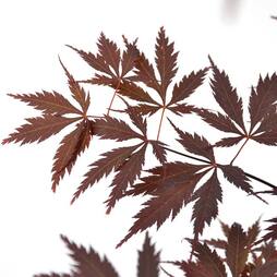 Acer palmatum 'Black Lace'