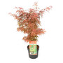 Acer palmatum 'Jerre Schwartz'