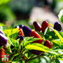 Chilli Pepper 'Prairie Fire' (Hot) - Seeds