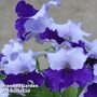 Streptocarpus 'Manon'