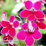 Streptocarpus 'Leah'