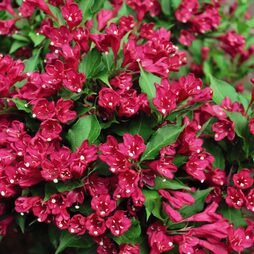 Weigela All Summer® Red Noble®