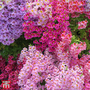 Schizanthus 'Dwarf Bouquet Mixed' - Seeds