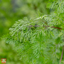 Coriander 'Confetti'