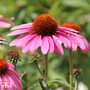 Echinacea purpurea 'Magnus' - Seeds