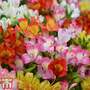 Alstroemeria 'Ligtu Hybrids'