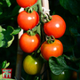 Tomato 'Alicante' - Seeds