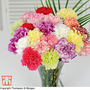 Dianthus caryophyllus 'Giant Chabaud Mixed' - Seeds