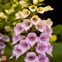 Foxglove 'Foxy' - Seeds