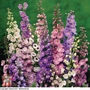 Delphinium hybridum 'Pacific Giants Mixed' - Seeds